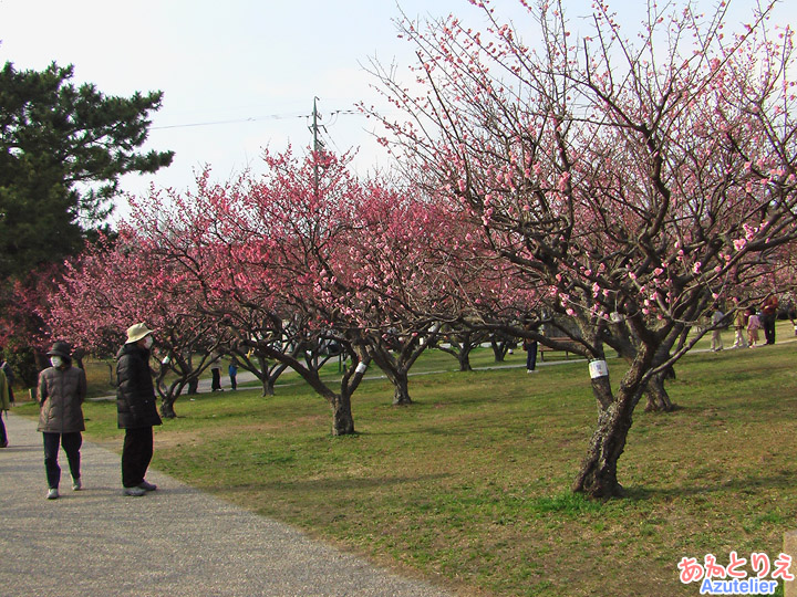 梅のお花見(葵梅林)