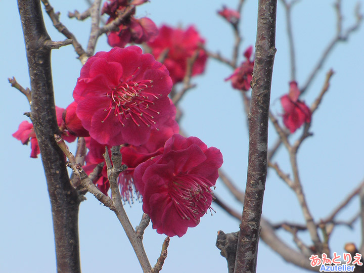 紅梅花アップ(葵梅林)