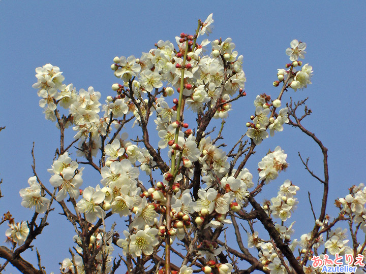 白梅花アップ(葵梅林)