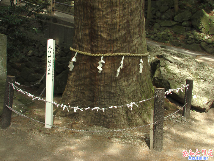 天祖神社の杉