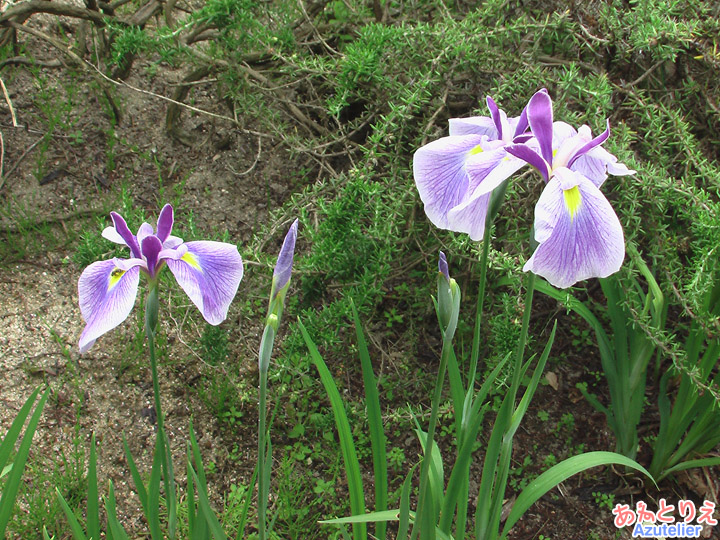 菖蒲