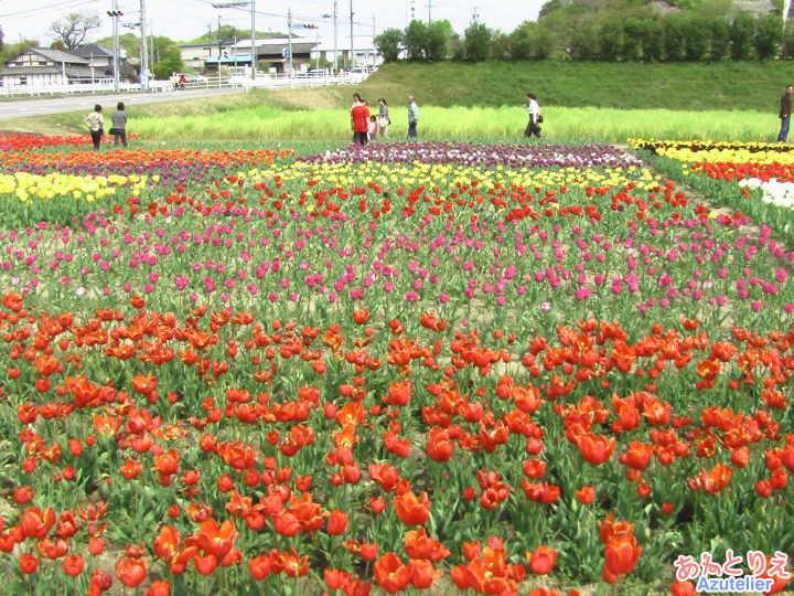 チューリップ畑、全景