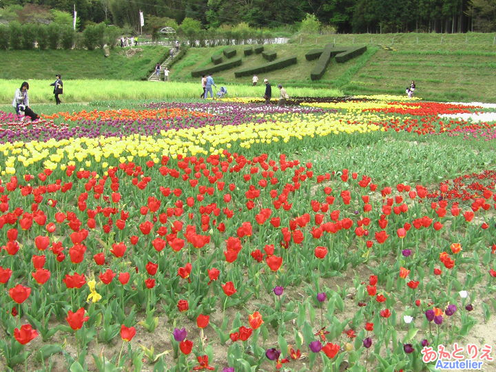 チューリップ畑、全景