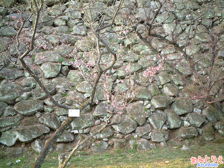 梅の花(龍城堀)