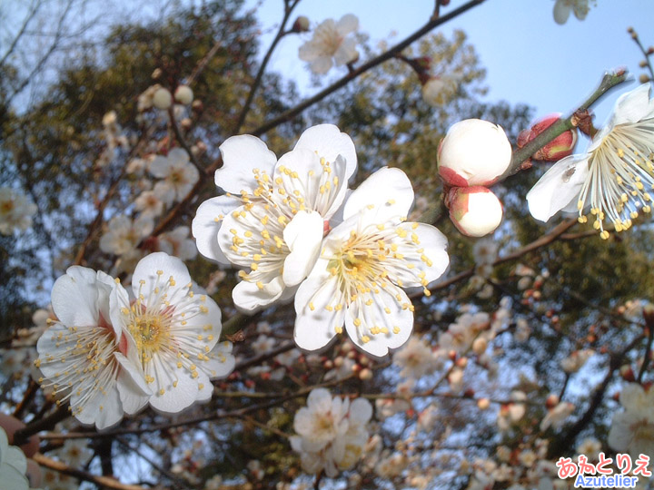 梅の花(龍城堀)