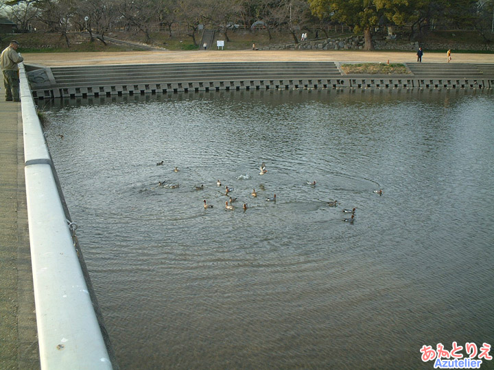 乙川のカモ