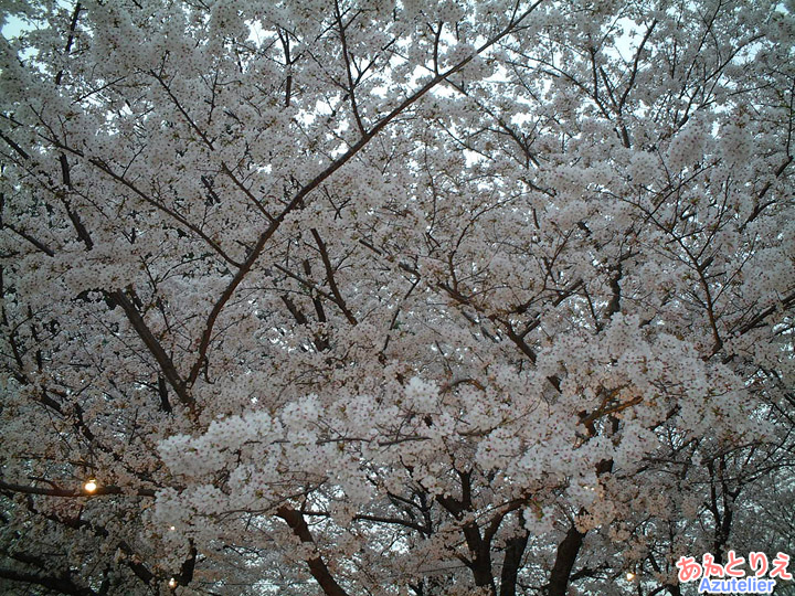 桜まつり