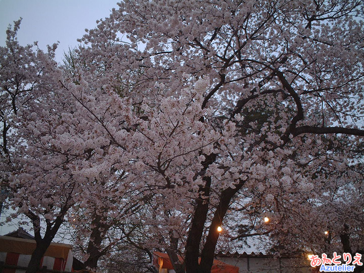 桜まつり