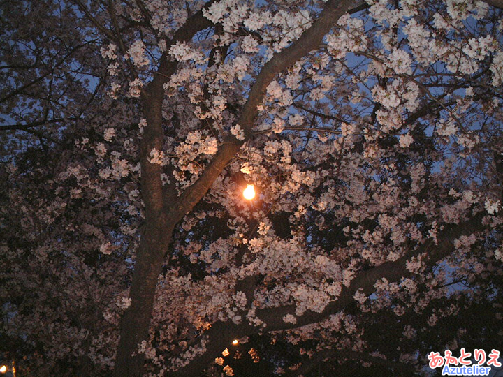 桜まつり