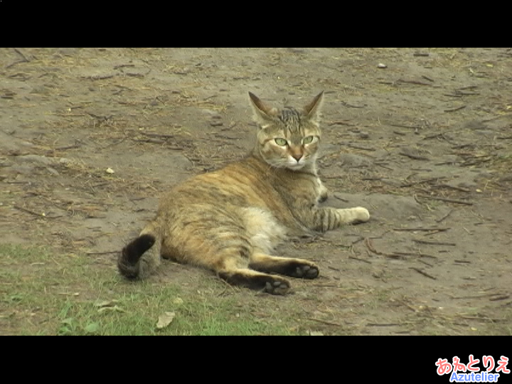 岳本公園、ネコ