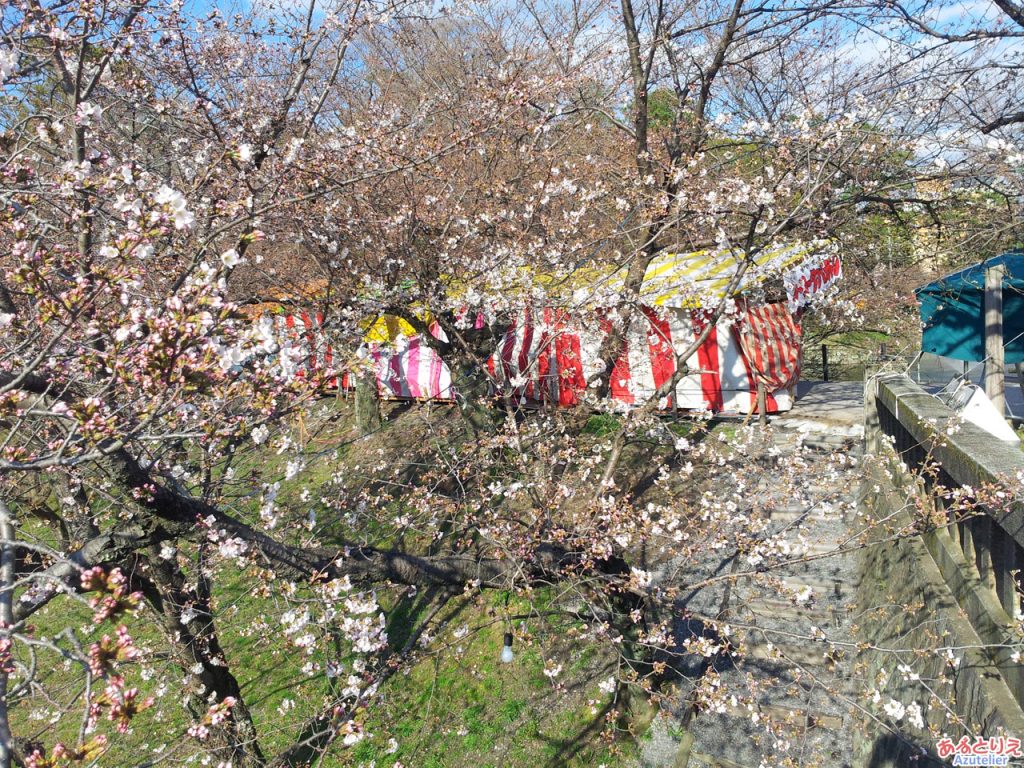 伊賀川(竹千代橋)の桜は...