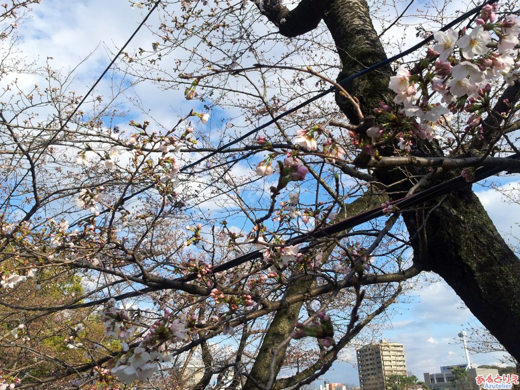 乙川沿いの桜は現在...