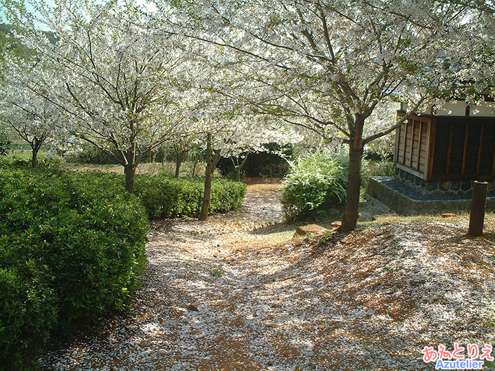 桜のじゅうたん