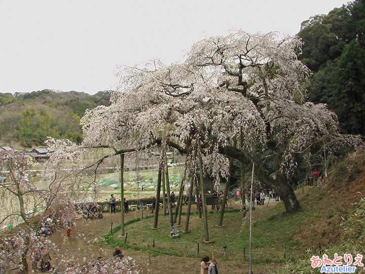 側面(裏山より)