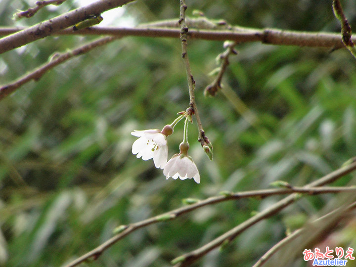 しだれ桜２世(2011年)