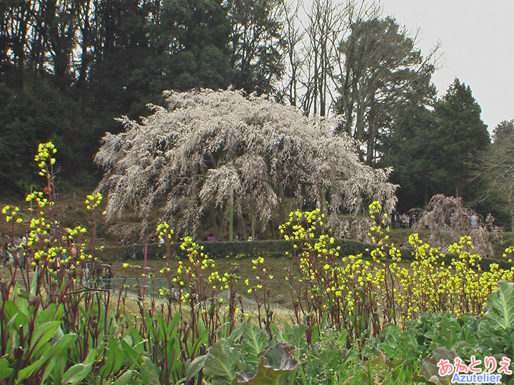 菜の花と(2011年)