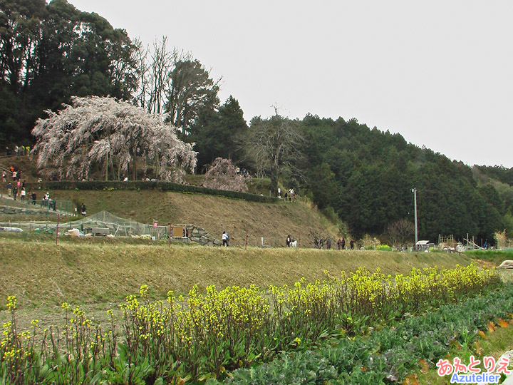 菜の花としだれ桜