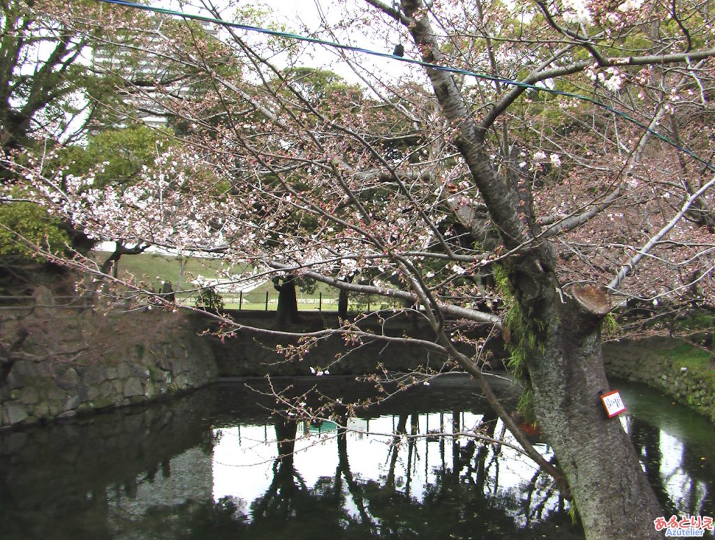 今年の一番咲き