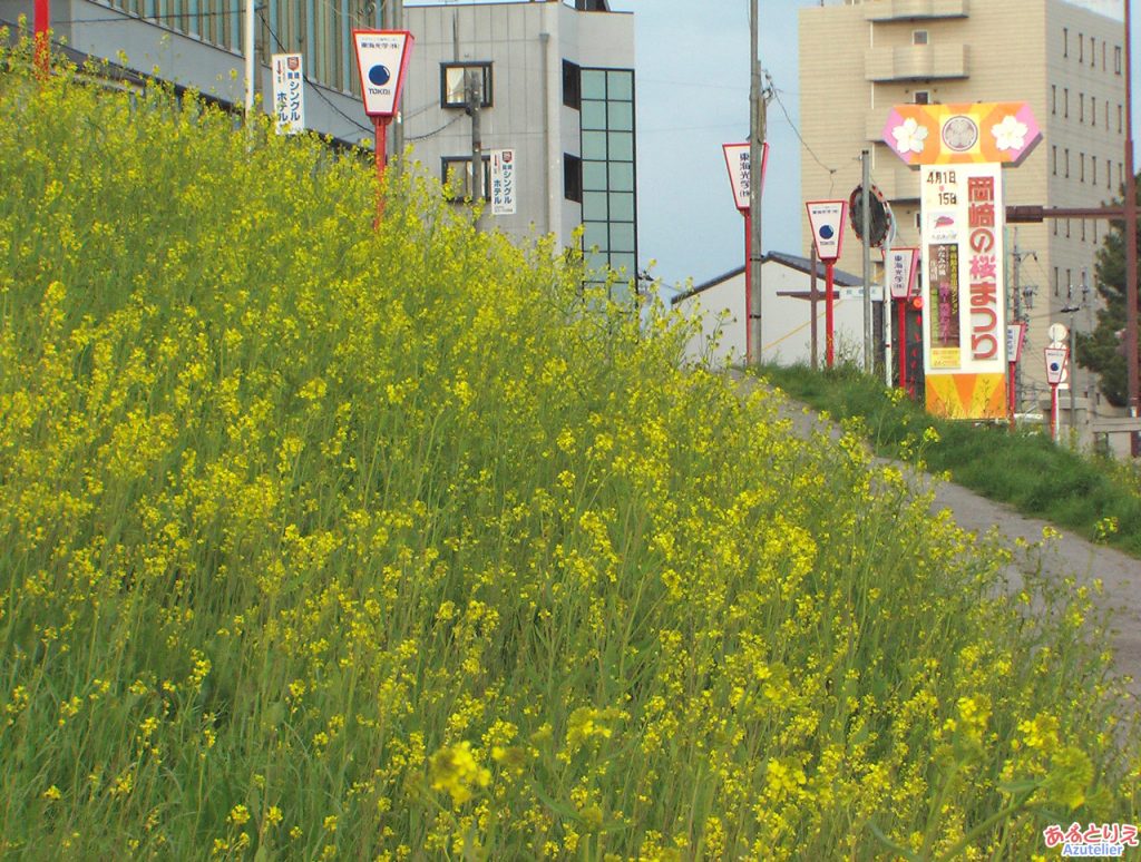 乙川の菜の花