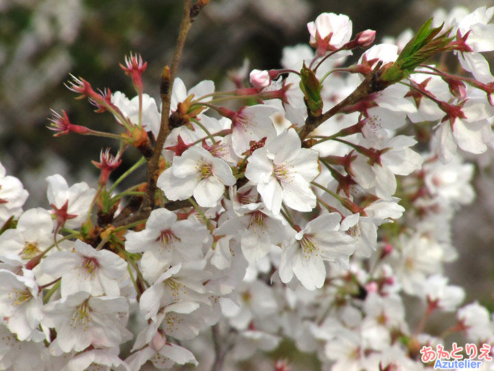 桜アップ