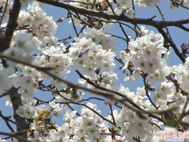 桜の花アップ