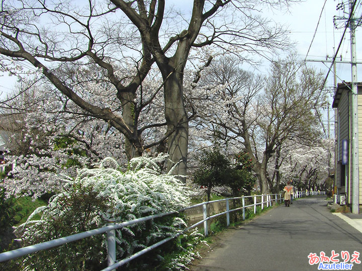 桜と萩
