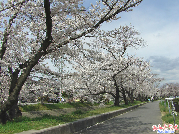 桜並木