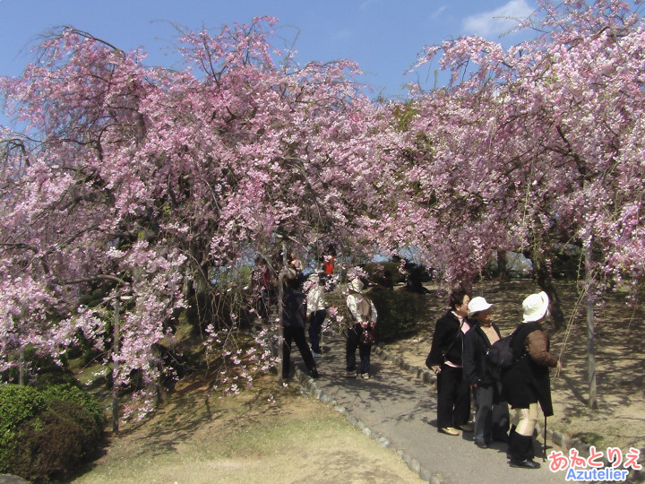 しだれ桜