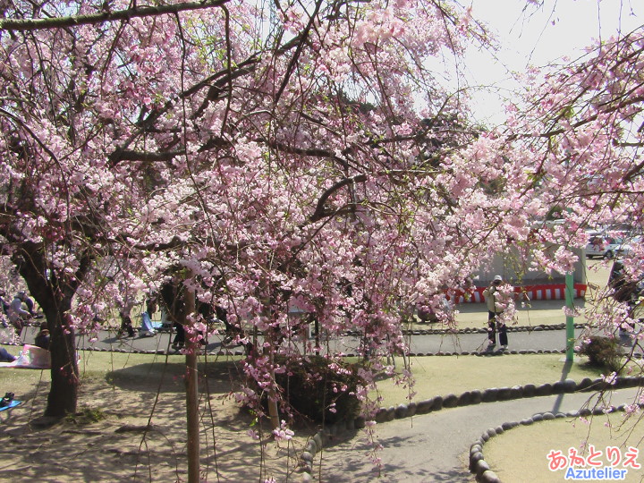 桜のトンネル