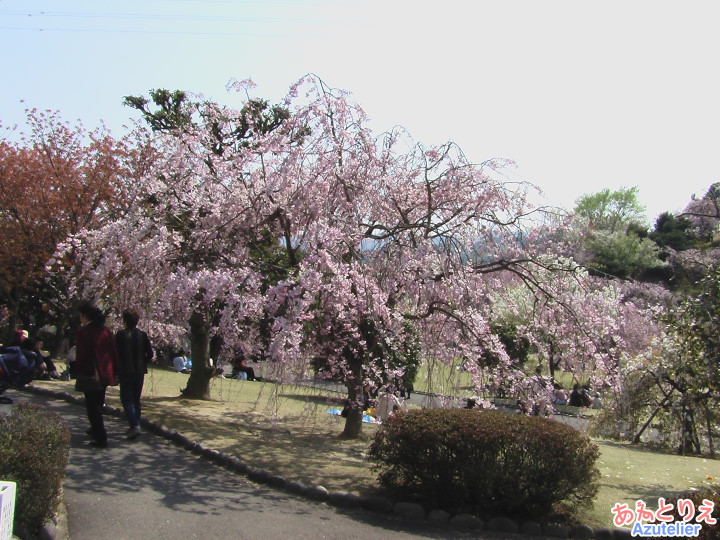 桜の木