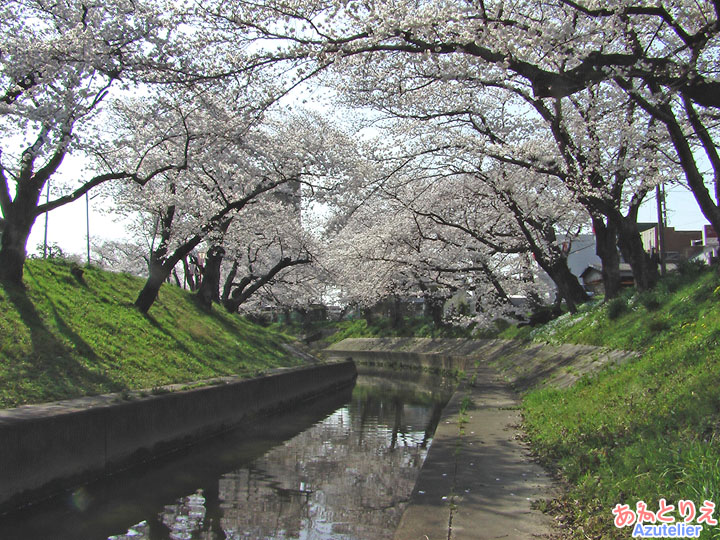 桜並木