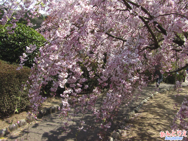 しだれ桜