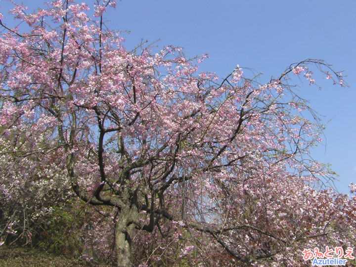 しだれ桜