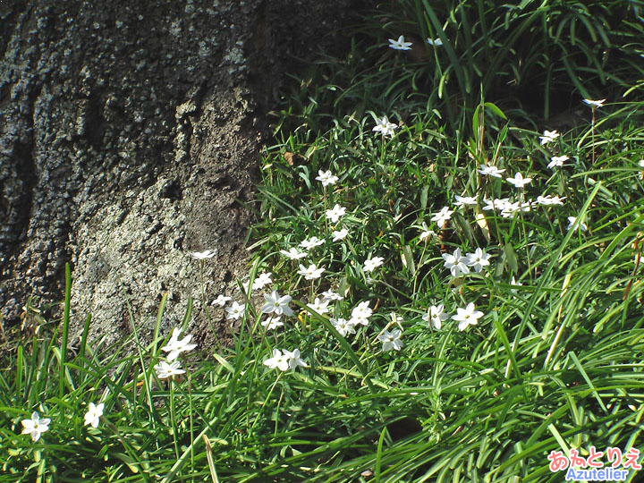 草むらの白い花