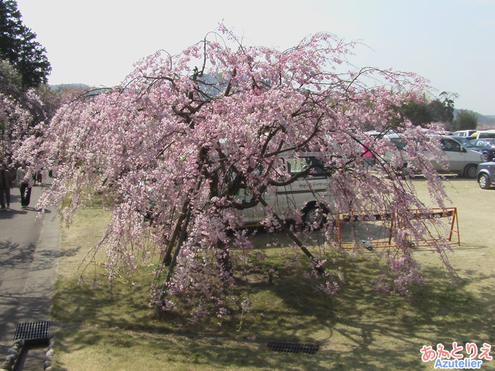 桜の木