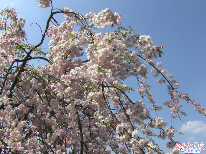 しだれ桜