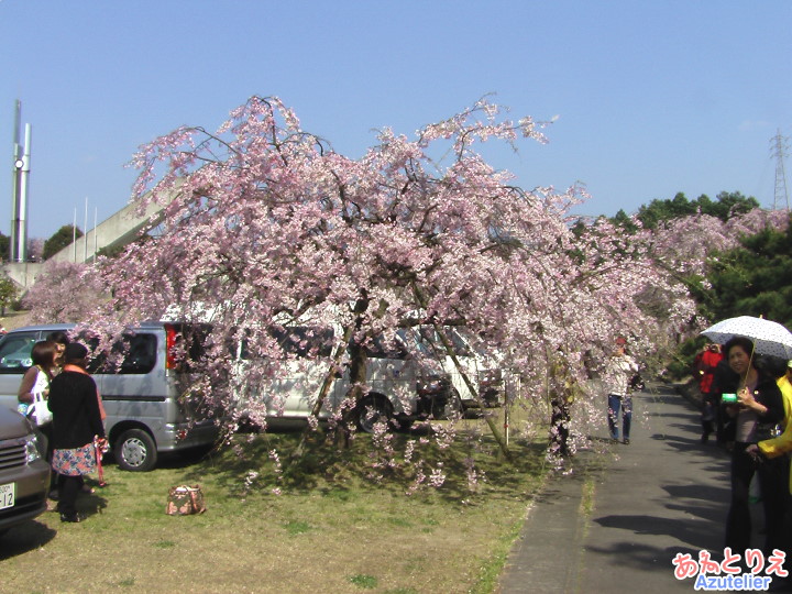 桜の木