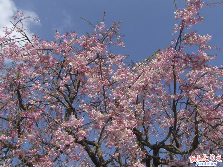 しだれ桜