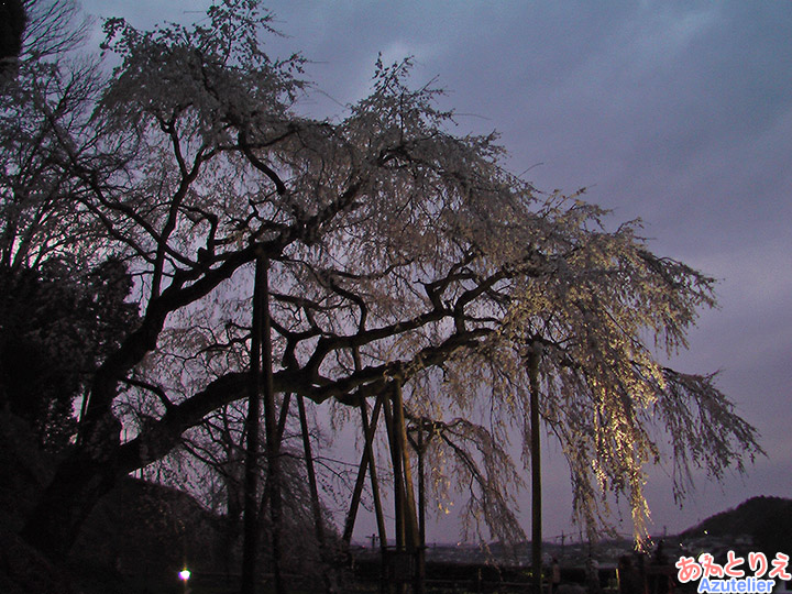 夜桜