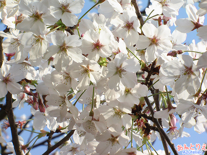 桜アップ