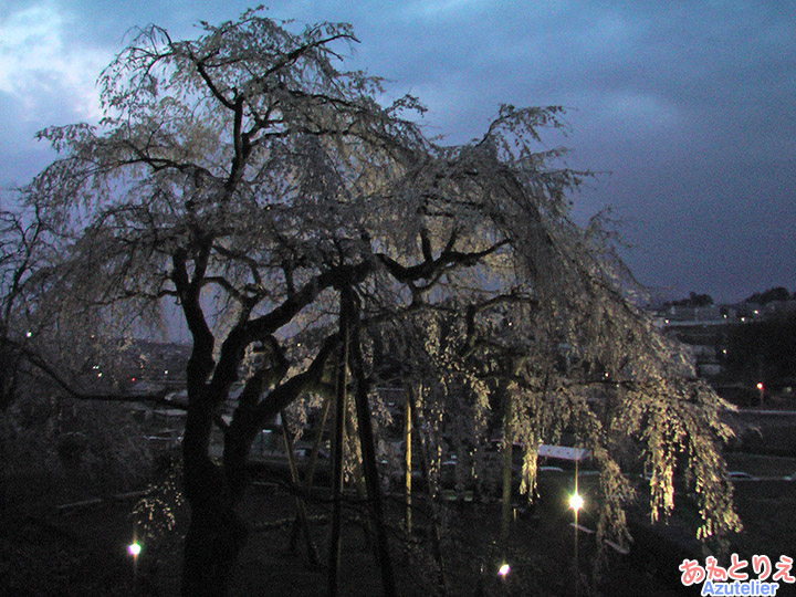 夜桜