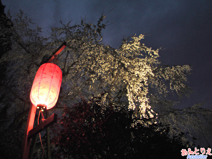 夜桜