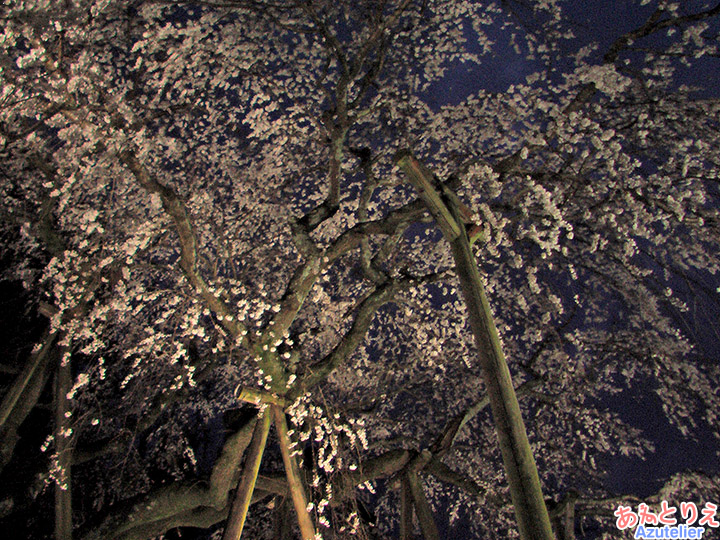 夜桜