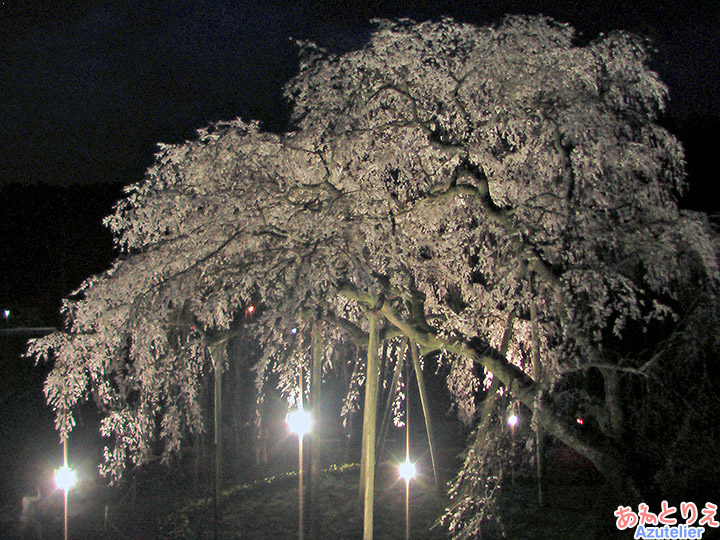 夜桜