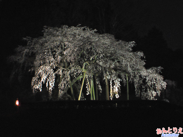 夜桜