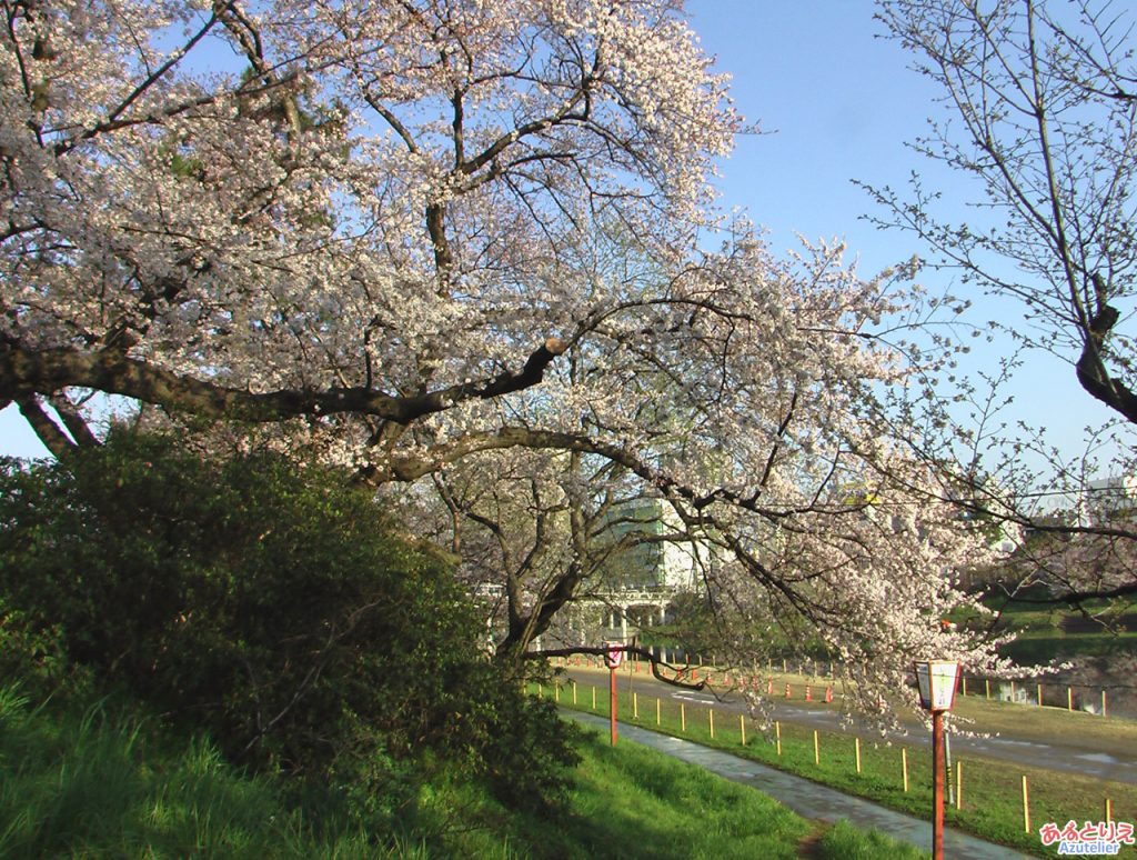 乙川の桜(殿橋と明大橋の間)