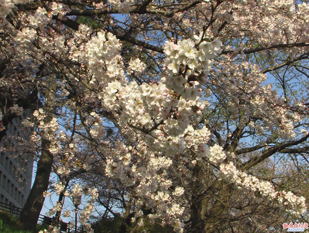 乙川の桜(殿橋と明大橋の間)