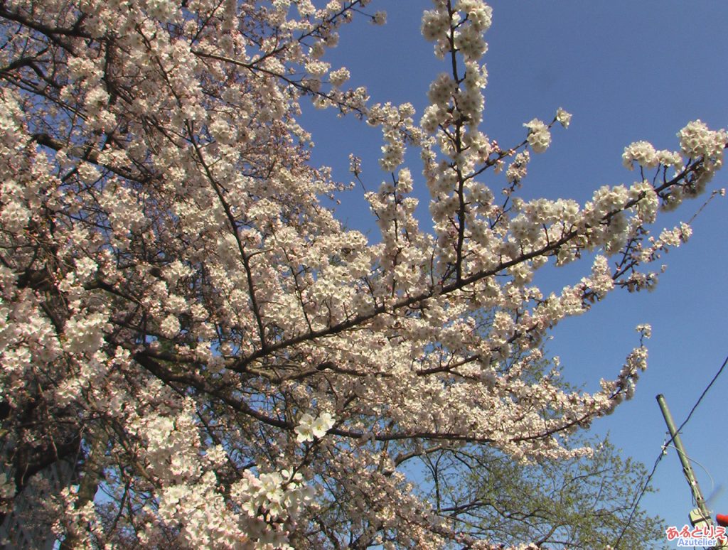 乙川の桜(殿橋と明大橋の間)