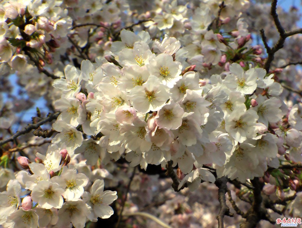 乙川の桜(殿橋と明大橋の間)