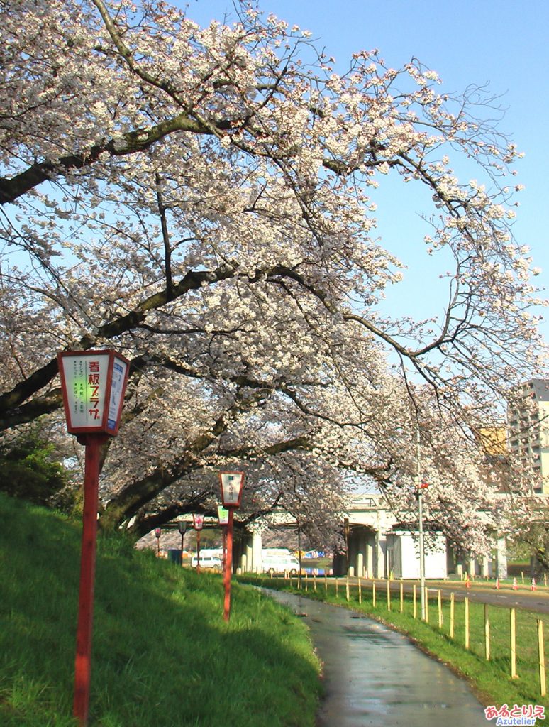 乙川の桜(殿橋と明大橋の間)